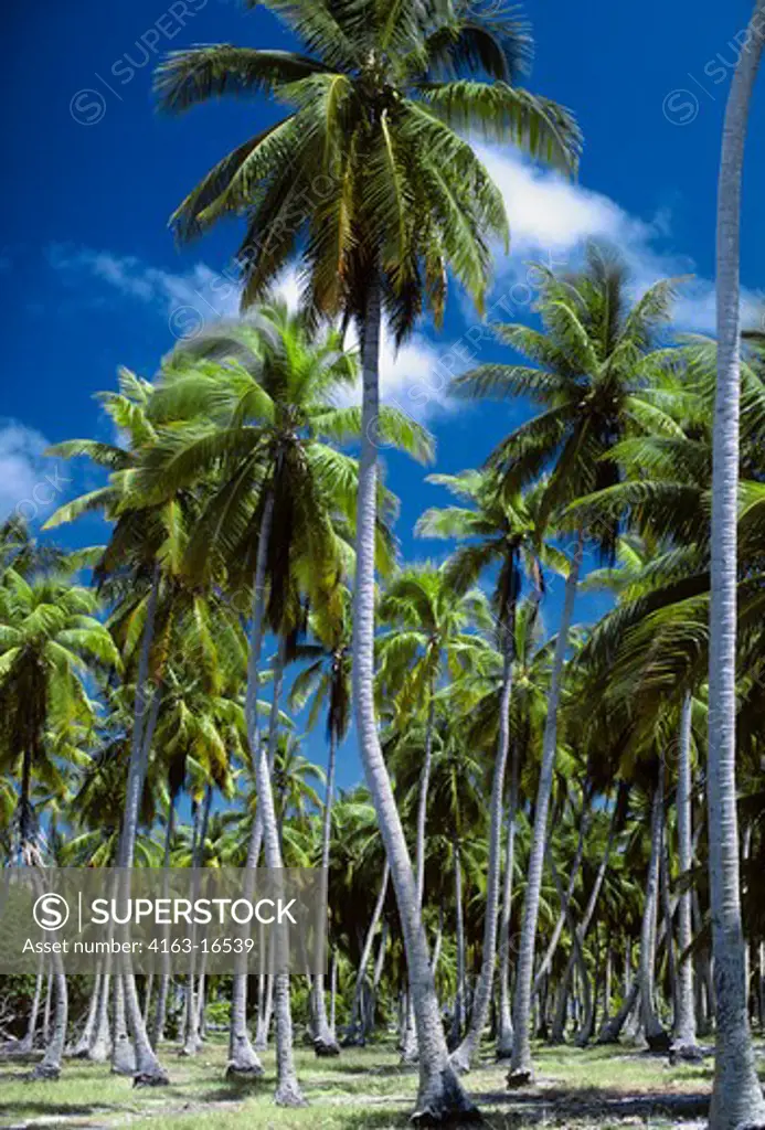 FRENCH POLYNESIA,TUAMOTUS, NAPUKA ISLAND, ATOLL, COCONUT PALM TREES
