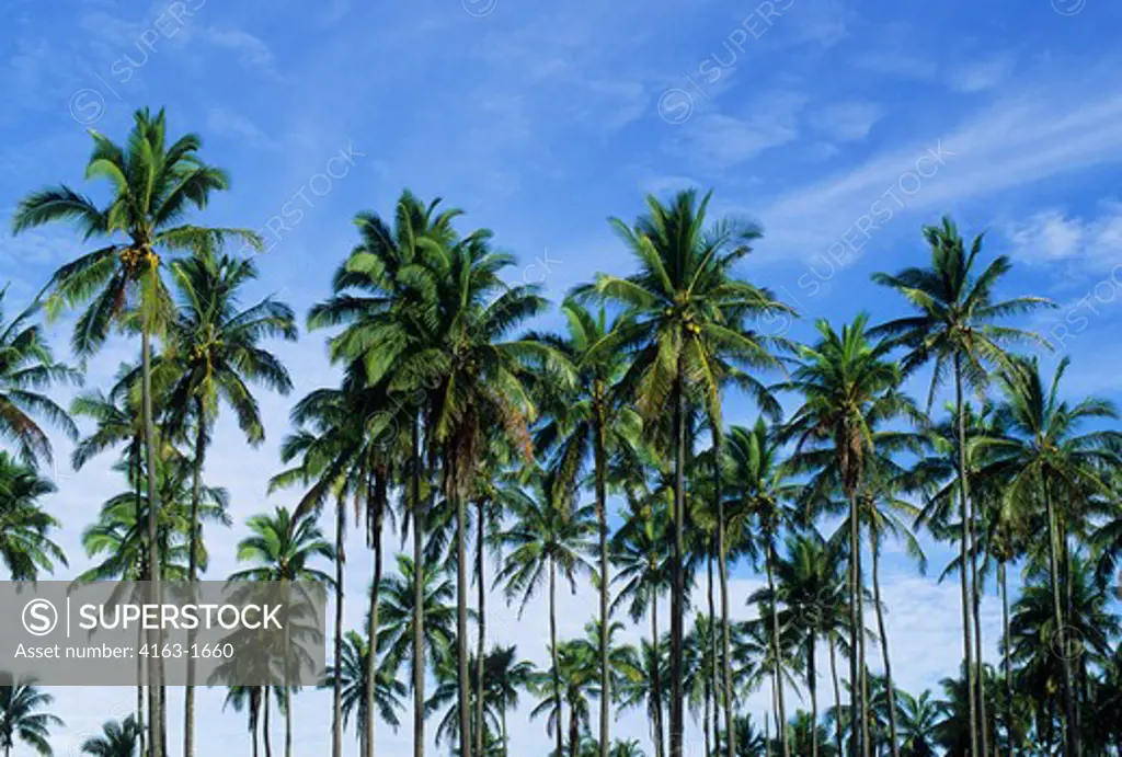 USA, HAWAII, KAUAI, COCONUT PALM TREES (Cocos nucifera)