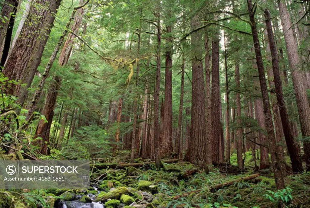 USA, WASHINGTON, OLYMPIC NATIONAL PARK, FOREST SCENE WITH CREEK IN SOLEDUCK VALLEY
