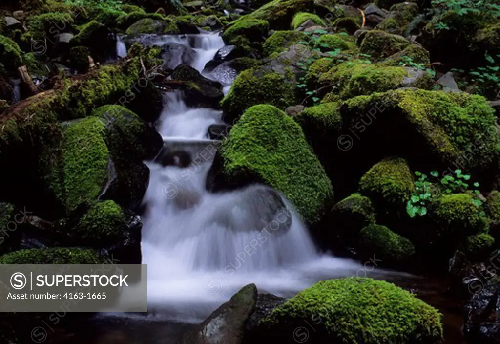 USA, WASHINGTON, OLYMPIC NATIONAL PARK, CREEK WITH MOSSY ROCKS IN SOLEDUCK VALLEY