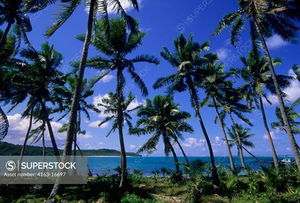 FIJI, LAU GROUP, FULANGA ISLAND, COCONUT PALM TREES ON BEACH