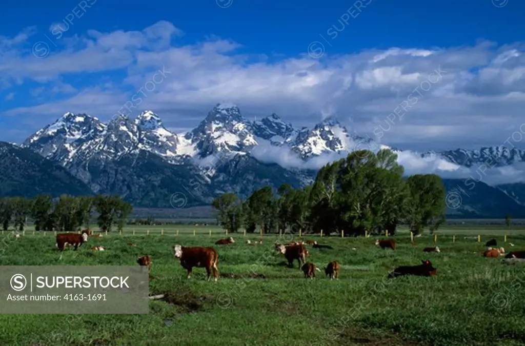 USA, WYOMING, GRAND TETON NATIONAL PARK, TETON RANGE WITH COWS IN FOREGROUND