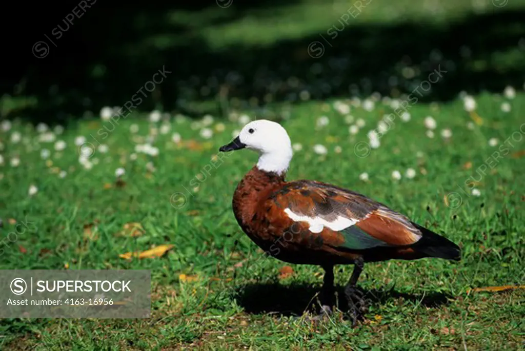 NEW ZEALAND, SOUTH ISLAND, QUEEN CHARLOTTE SOUND, SHIP'S COVE, PARADISE SHELDUCK, MALE
