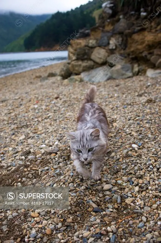 NEW ZEALAND, SOUTH ISLAND, MARLBOROUGH SOUNDS, SHAND FAMILY HOMESTAED, CAT ON BEACH