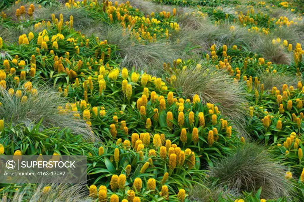NEW ZEALAND, SUBANTARCTICA, ENDERBY ISLAND, FIELD OF YELLOW BULBINELLA ROSSII FLOWERS (MEGAHERBS)
