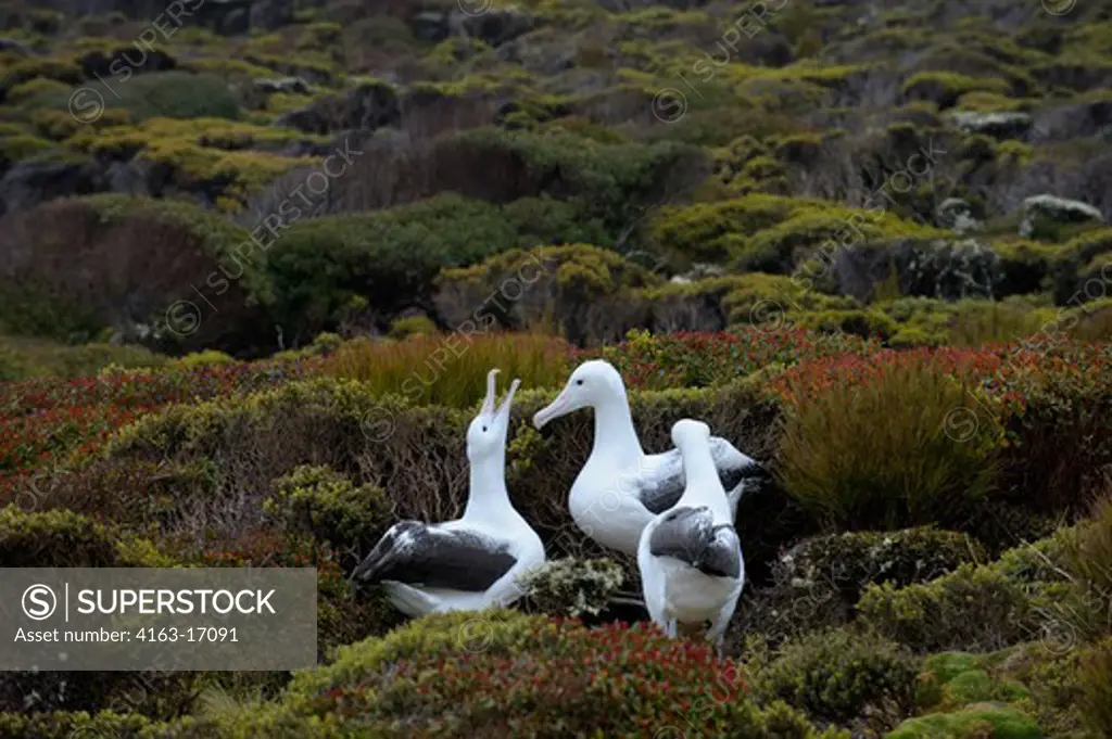 NEW ZEALAND, SUBANTARCTICA, ENDERBY ISLAND, GROUP OF SOUTHERN ROYAL ALBATROSS (Diomedea epomophora  epomophora) GAMMING, COURTSHIP BEHAVIOR