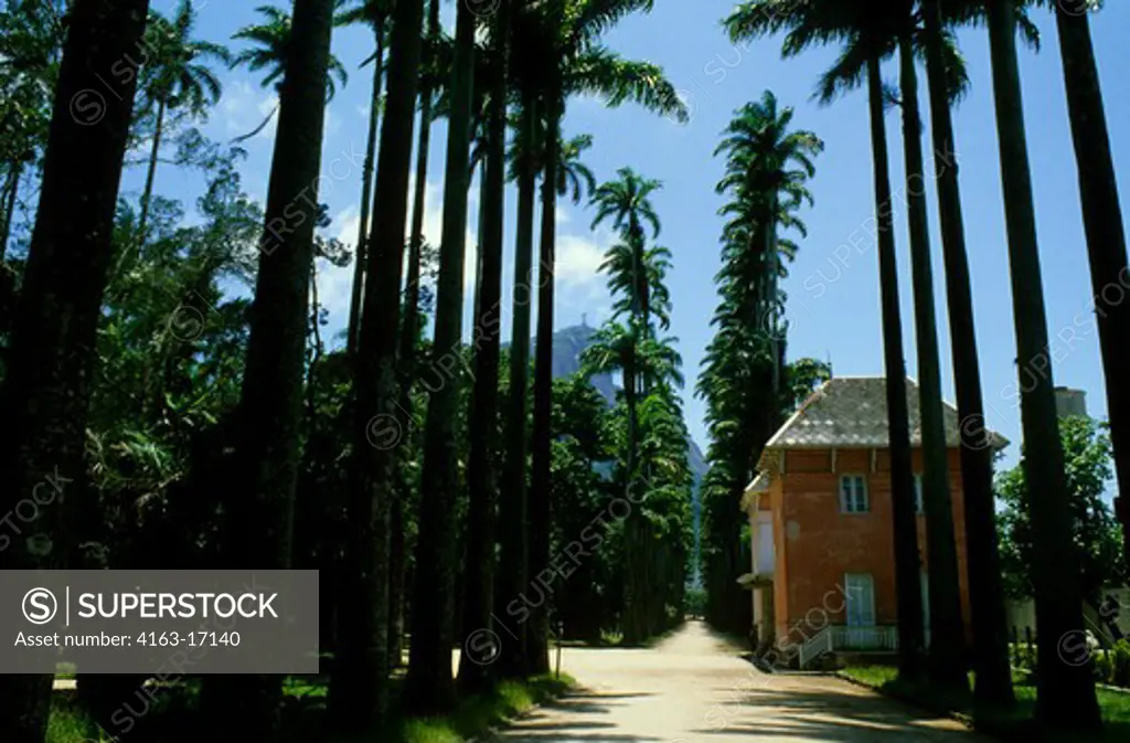 BRAZIL, RIO DE JANEIRO, BOTANICAL GARDEN, ROYAL PALM TREES