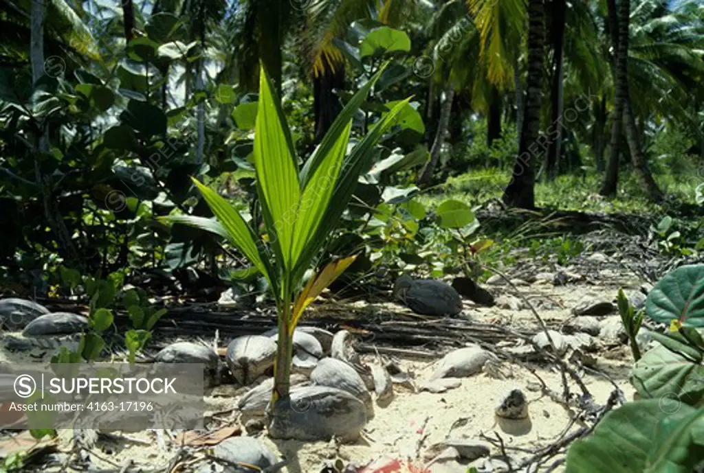 CARIBBEAN, TOBAGO,COCONUT PALM TREE, NEW SPROUT