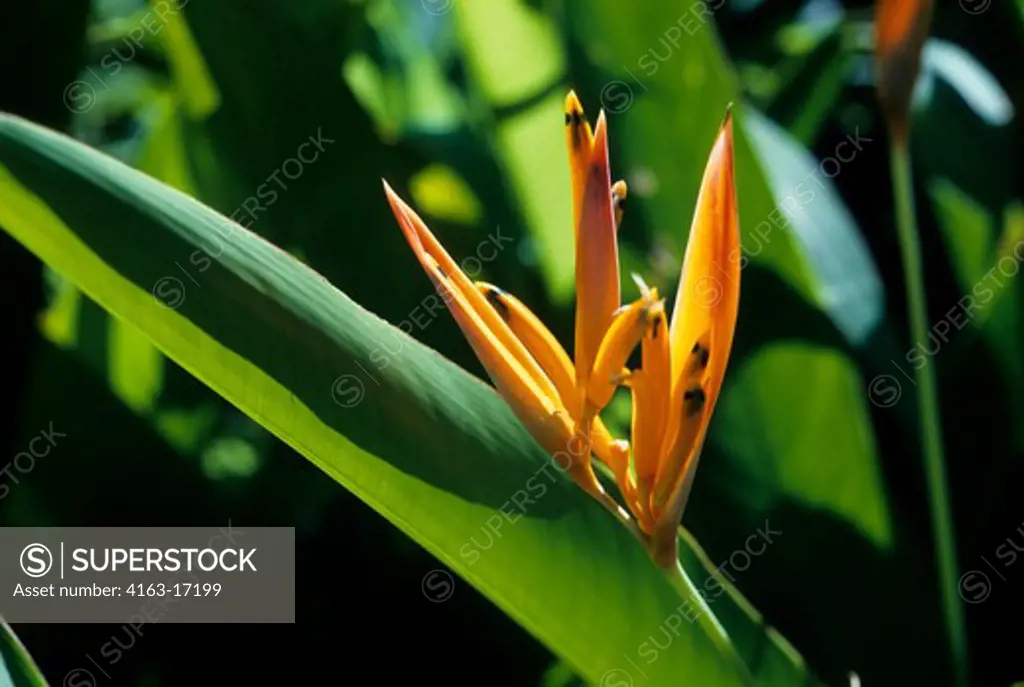 CARIBBEAN, HELICONIA FLOWER