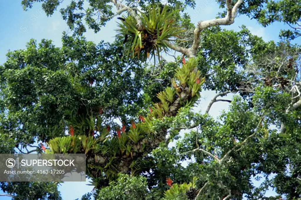 AMAZON, TROPICAL RAIN FOREST, BROMELIA PLANTS GROWING ON LARGE FOREST TREES