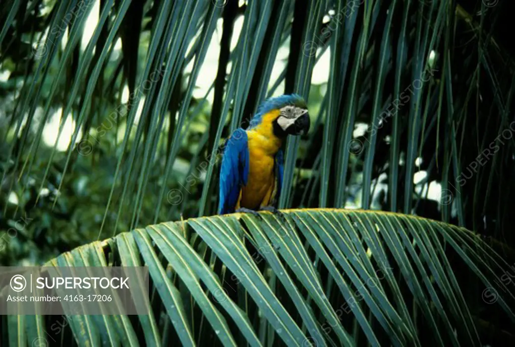 AMAZON RAIN FOREST, BLUE & GOLD MACAW SITTING IN BRANCH OF TREE