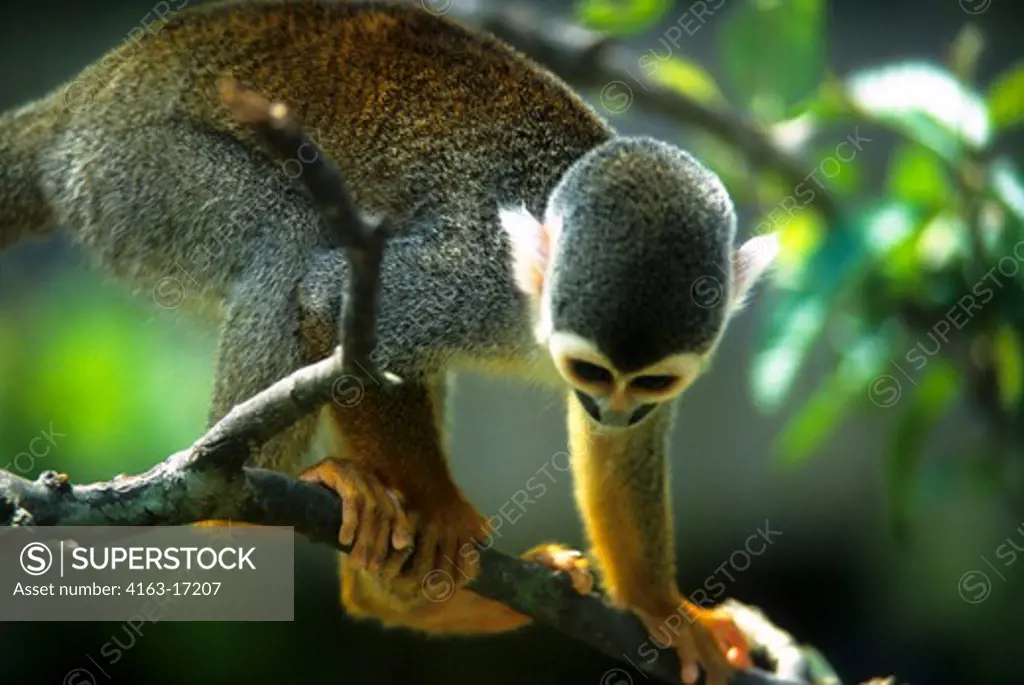 AMAZON RIVER, SQUIRREL MONKEY IN FOREST CANOPY, CLOSE-UP