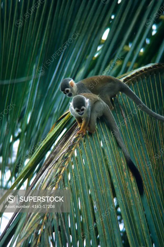 AMAZON, BRAZIL, SQUIRREL MONKEYS IN UPPER CANOPIES OF THE RAIN FOREST