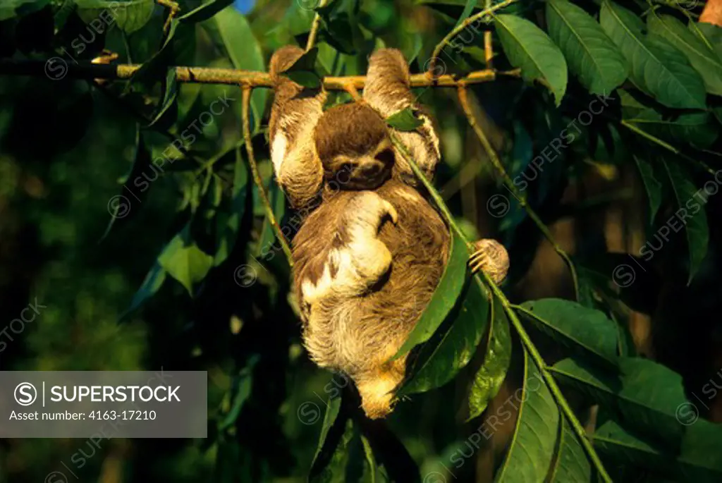 AMAZON, BRAZIL, SLOTH, HANGING ON BRANCH OF TREE IN TROPICAL RAIN FOREST