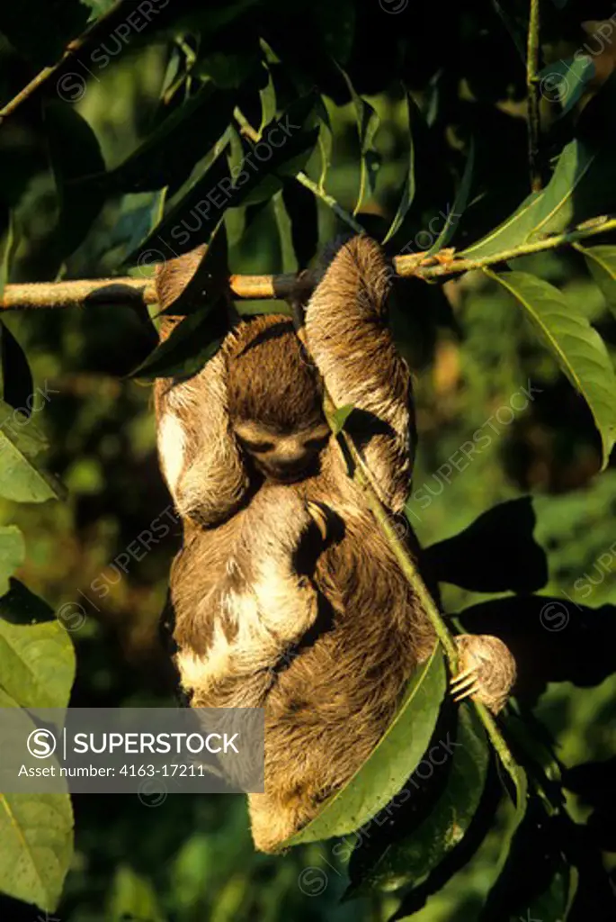 AMAZON, BRAZIL, SLOTH HANGING ON BRANCH OF TREE IN TROPICAL RAIN FOREST
