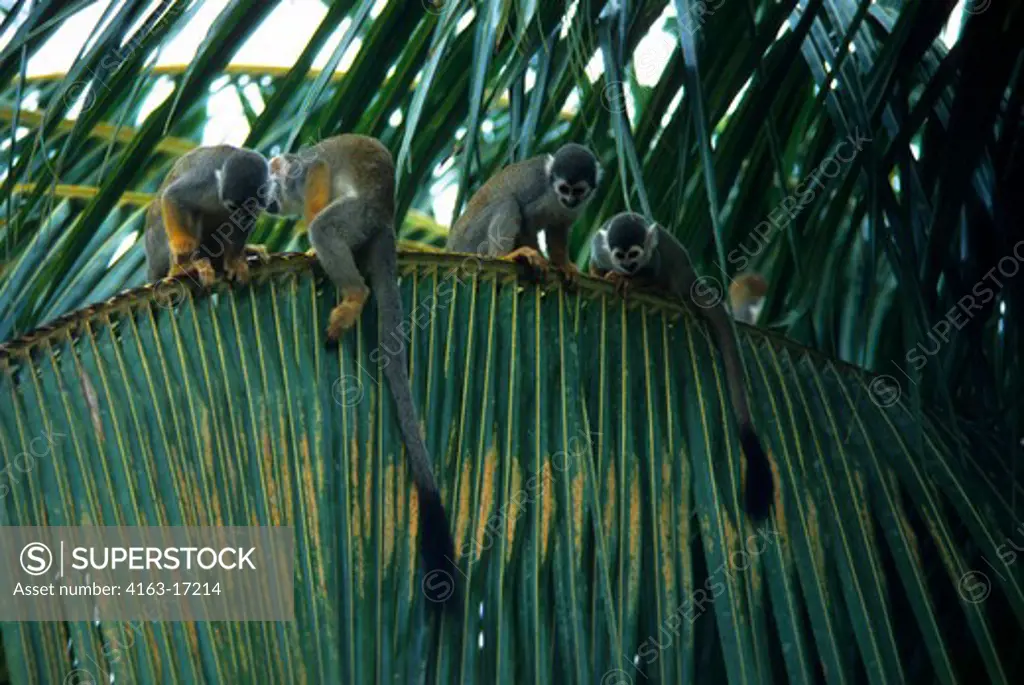AMAZON RIVER, SQUIRREL MONKEYS IN UPPER CANOPIES OF THE RAIN FOREST
