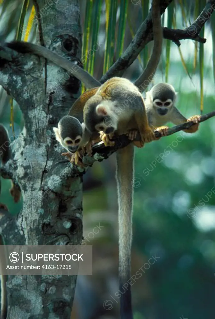 AMAZON, BRAZIL, SQUIRREL MONKEYS IN UPPER CANOPIES OF THE RAIN FOREST