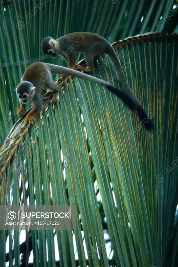 AMAZON, BRAZIL, SQUIRREL MONKEYS IN UPPER CANOPY OF THE RAIN FOREST