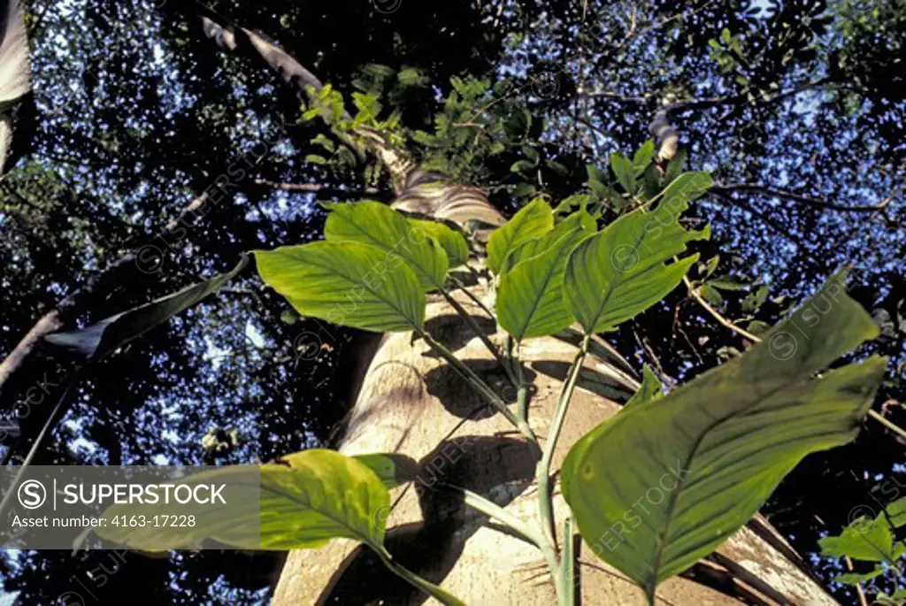 AMAZON, A PLANT CLIMBS THE TRUNK OF A TREE IN SEARCH OF LIGHT IN THE RAIN FOREST