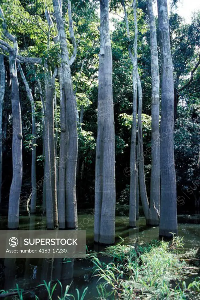 AMAZON RAIN FOREST, TREES STANDING IN FLOOD WATER