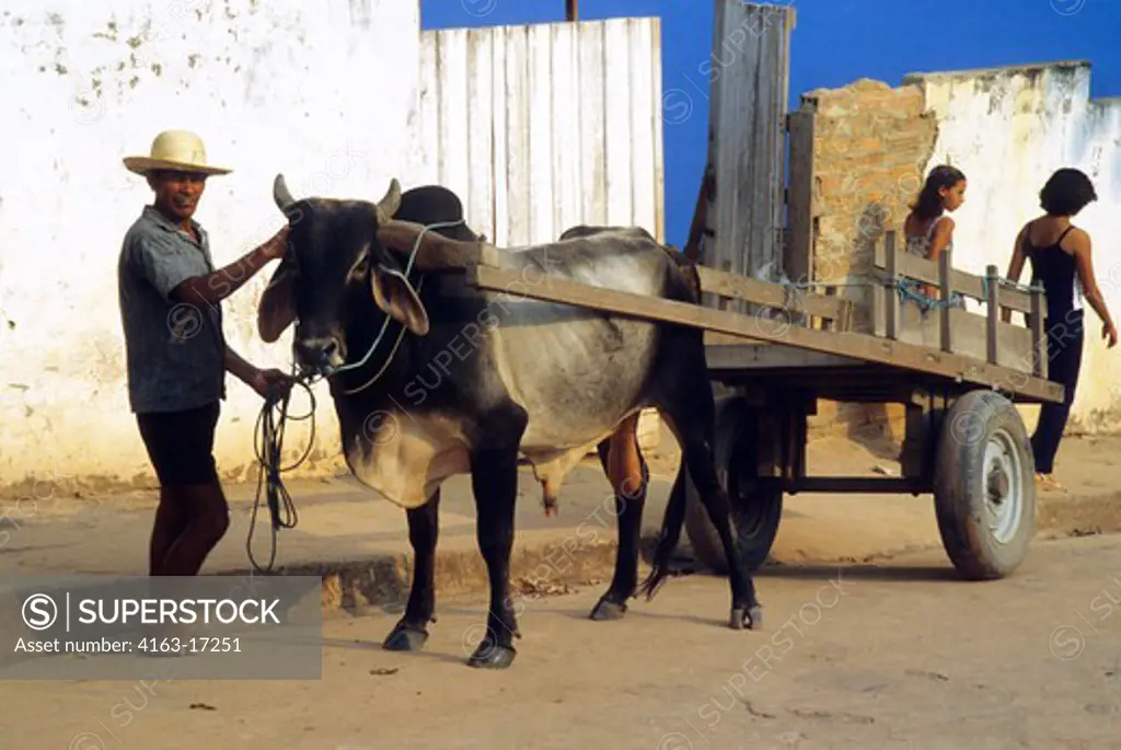 BRAZIL, LOCAL MAN WITH OX