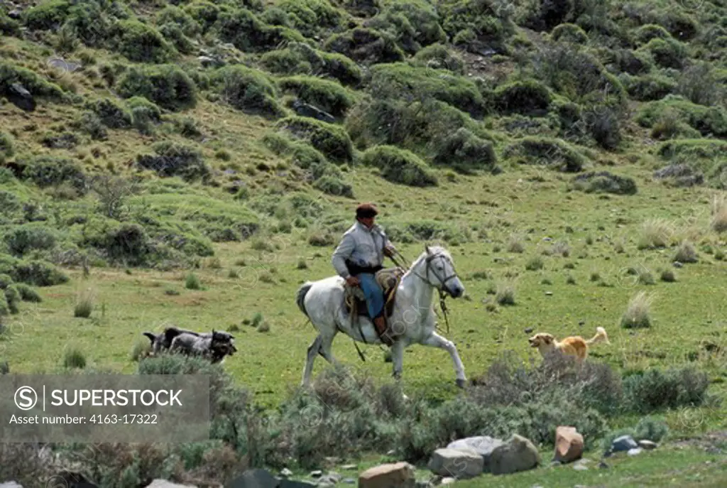 CHILE, NEAR TORRES DEL PAINE NAT'L PARK, GAUCHO WITH DOGS