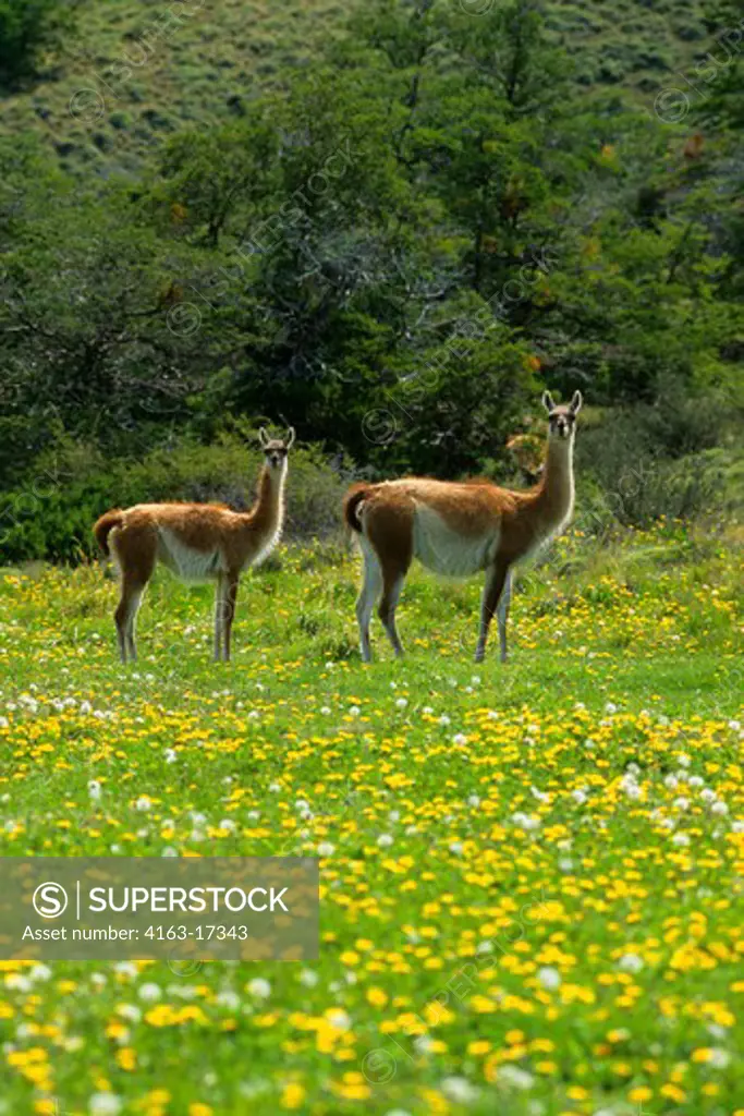CHILE, TORRES DEL PAINE NAT'L PARK, GUANACOS, MOTHER WITH YEARLING IN MEADOW OF DANDELIONS
