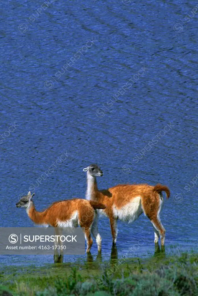 CHILE, TORRES DEL PAINE NAT'L PARK, GUANACO, MOTHER WITH YEARLING
