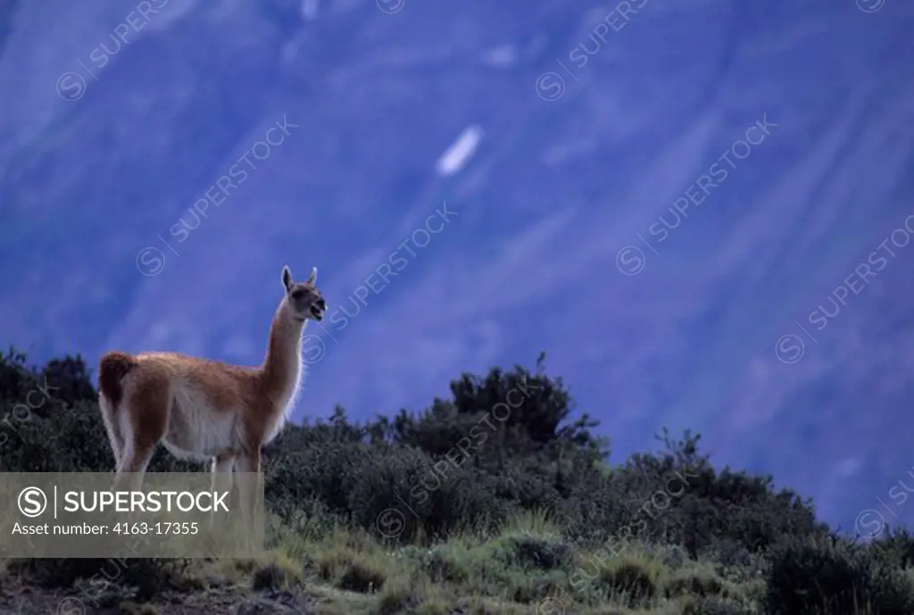 CHILE, TORRES DEL PAINE NAT'L PARK, GUANACO, TERRITORIAL MALE WATCHING TERRITORY