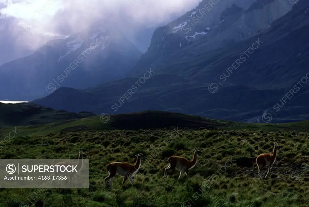 CHILE, TORRES DEL PAINE NAT'L PARK, GUANACO, PAINE MOUNTAINS IN BACKGROUND