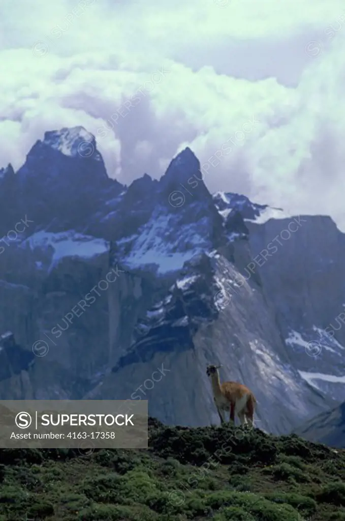 CHILE, TORRES DEL PAINE NAT'L PARK, GUANACO, TERRITORIAL MALE, PAINE MOUNTAINS IN BACKGROUND