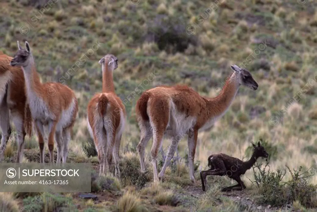 CHILE, TORRES DEL PAINE NAT'L PARK, GUANACOS, FEMALES WITH NEWLY BORN, FIRST STEPS