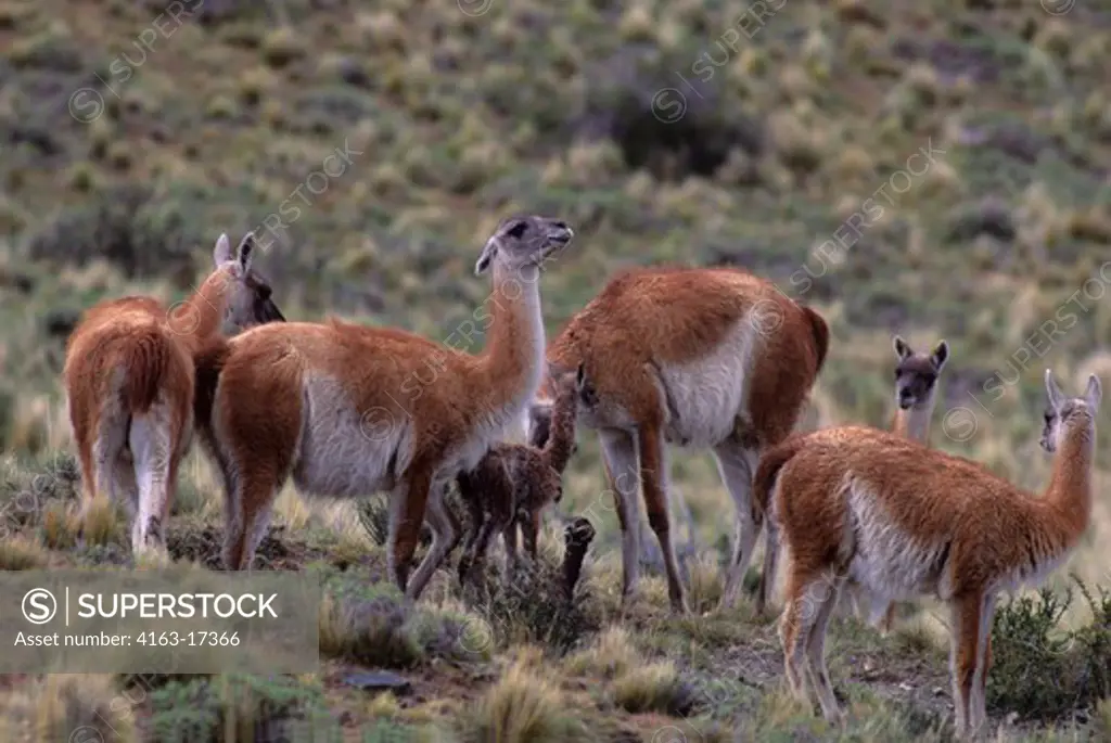 CHILE, TORRES DEL PAINE NAT'L PARK, GUANACOS, FEMALES WITH NEWLY BORNS