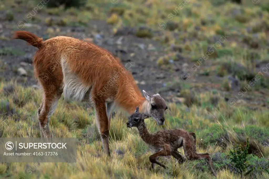 CHILE, TORRES DEL PAINE NAT'L PARK, GUANACOS, MOTHER W/NEWBORN, FIRST STEPS 30 MIN. AFTER BIRTH