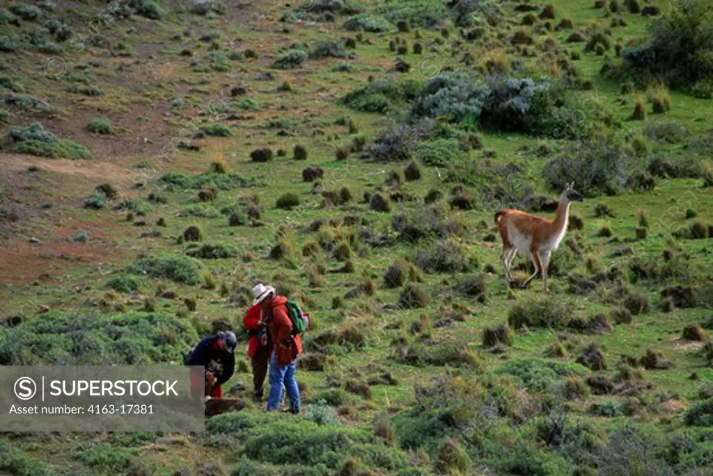 CHILE, TORRES DEL PAINE NAT'L PARK, GUANACOS, NEWBORN BEING TAGGED BY SCIENTISTS FROM U.IOWA