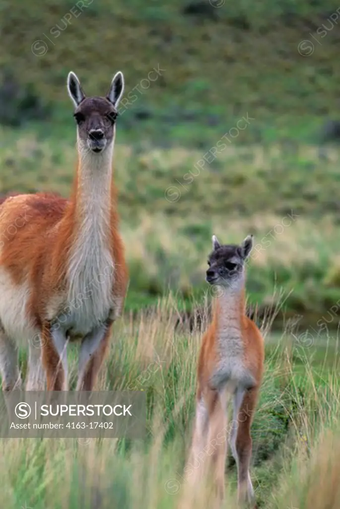 CHILE, TORRES DEL PAINE NAT'L PARK, GUANACOS, MOTHER WITH BABY (CHULENGO)