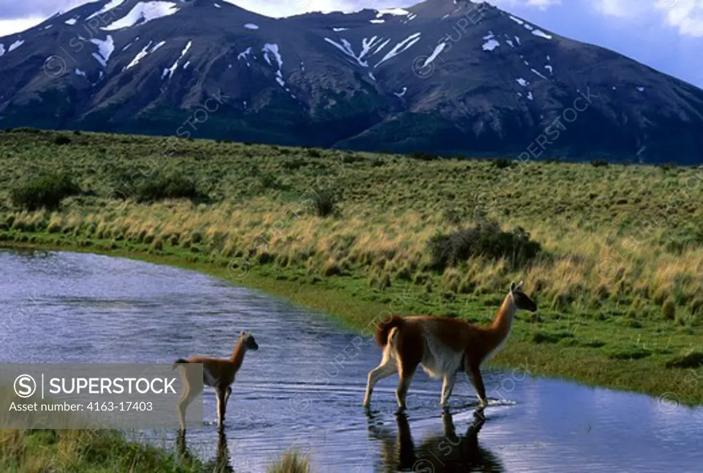 CHILE, TORRES DEL PAINE NAT'L PARK, GUANACOS, MOTHER WITH BABY (CHULENGO) WALKING THROUGH LAGOON