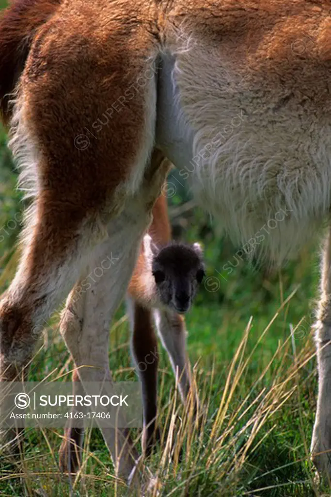 CHILE, TORRES DEL PAINE NAT'L PARK, GUANACOS, MOTHER WITH BABY (CHULENGO)