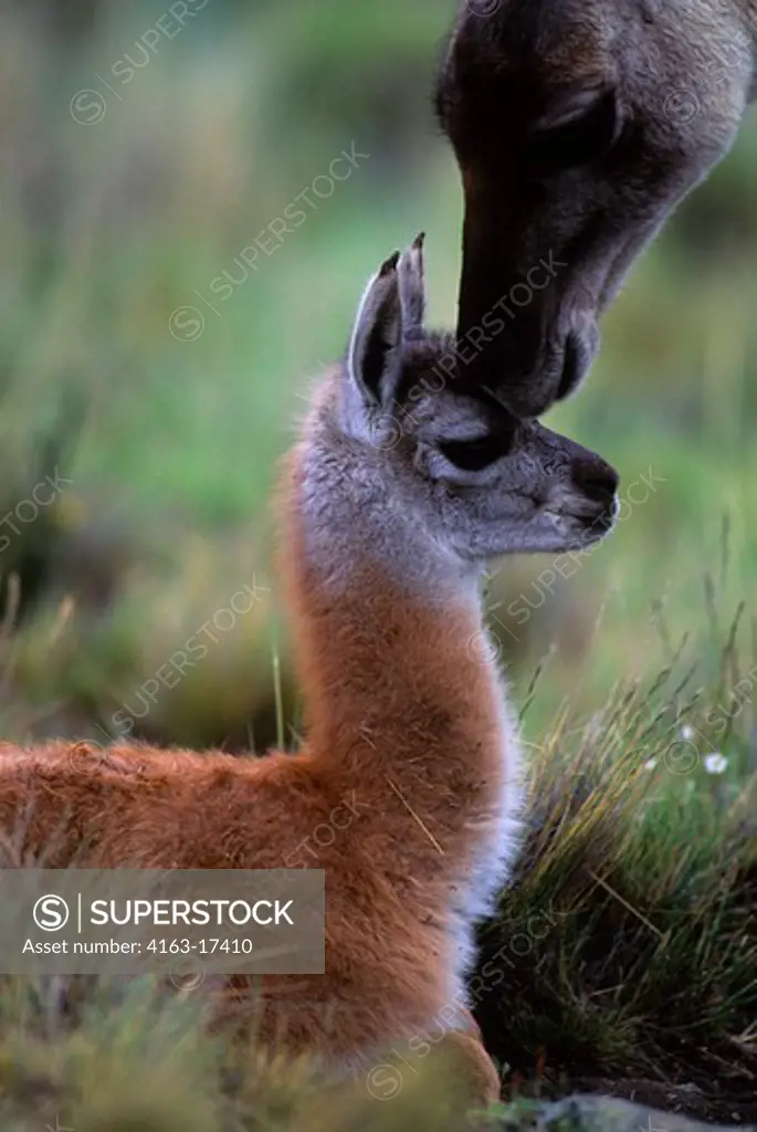 CHILE, TORRES DEL PAINE NAT'L PARK, GUANACOS, BABY (CHULENGO), WITH MOTHER GETTING SCENT