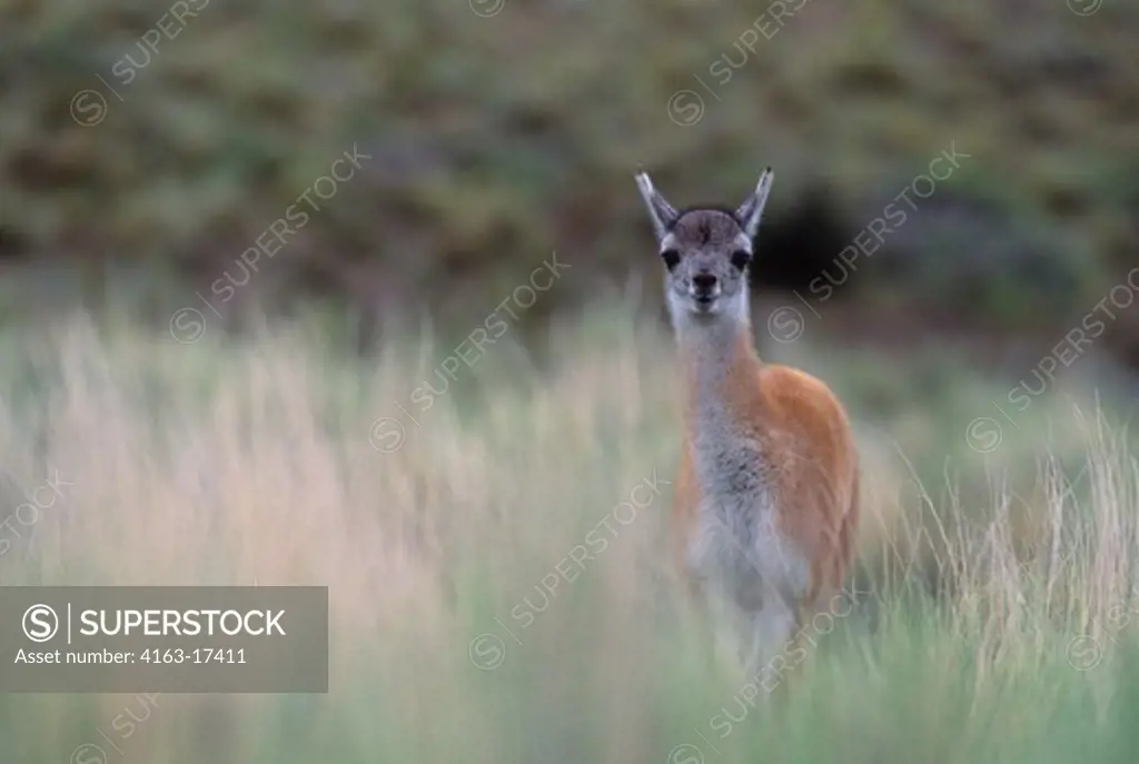 CHILE, TORRES DEL PAINE NAT'L PARK, GUANACO BABY (CHULENGO), IN GRASS