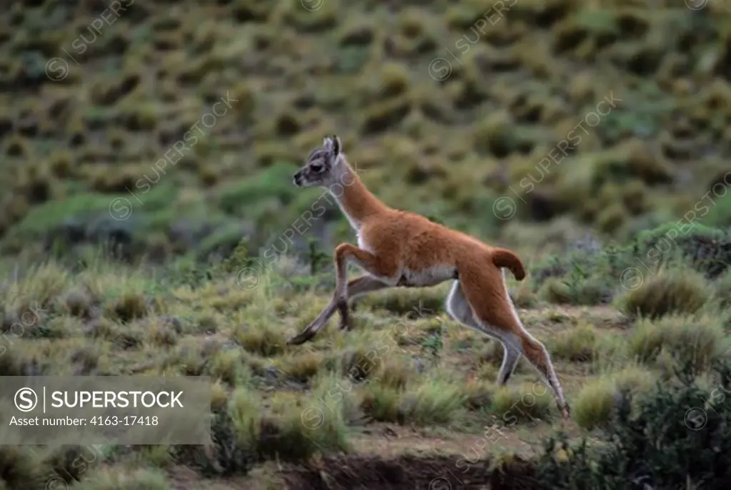 CHILE, TORRES DEL PAINE NAT'L PARK, GUANACO BABY (CHULENGO), AT PLAY