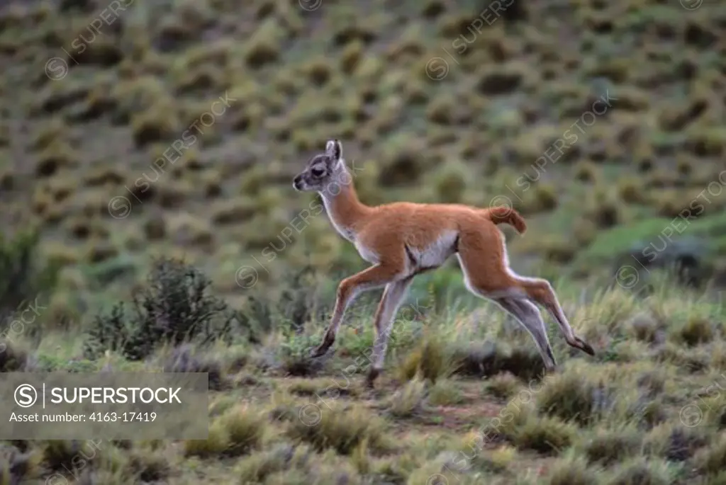 CHILE, TORRES DEL PAINE NAT'L PARK, GUANACO BABY (CHULENGO), AT PLAY