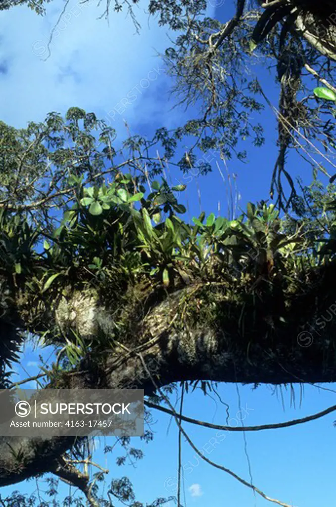 ECUADOR, AMAZON BASIN, NEAR COCA, RAIN FOREST, UPPER CANOPY, EPIPHYTES IN TREE