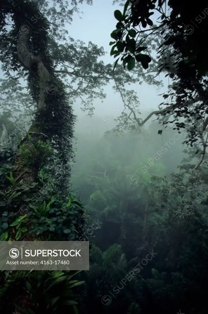 ECUADOR, AMAZON BASIN, NEAR COCA, RAIN FOREST, UPPER CANOPY, MIST RISING AFTER RAIN