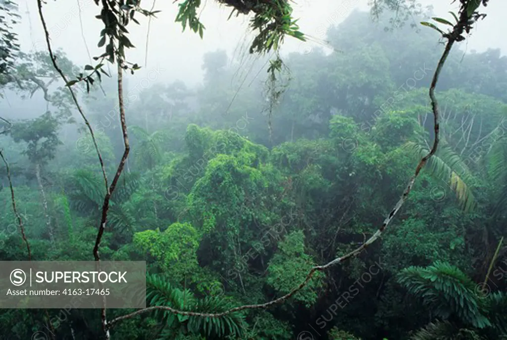 ECUADOR, AMAZON BASIN, NEAR COCA, RAIN FOREST, UPPER CANOPY, MIST RISING AFTER RAIN