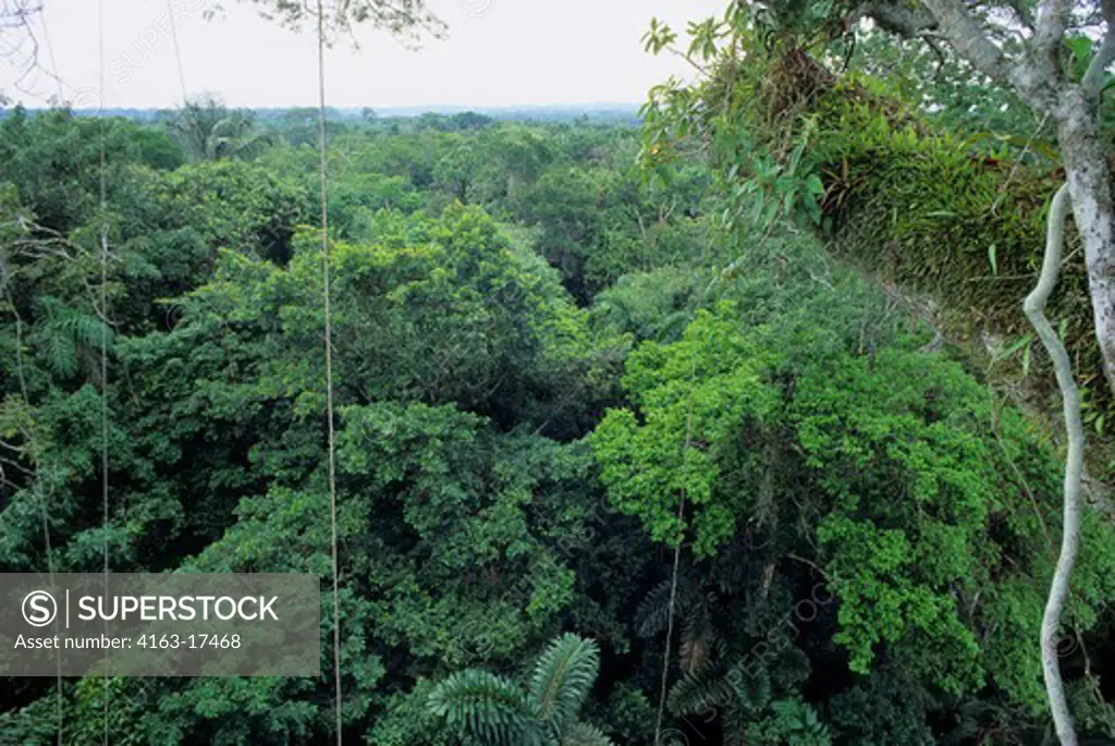 ECUADOR, AMAZON BASIN, NEAR COCA, RAIN FOREST, UPPER CANOPY, EPIPHYTES GROWING ON TREE