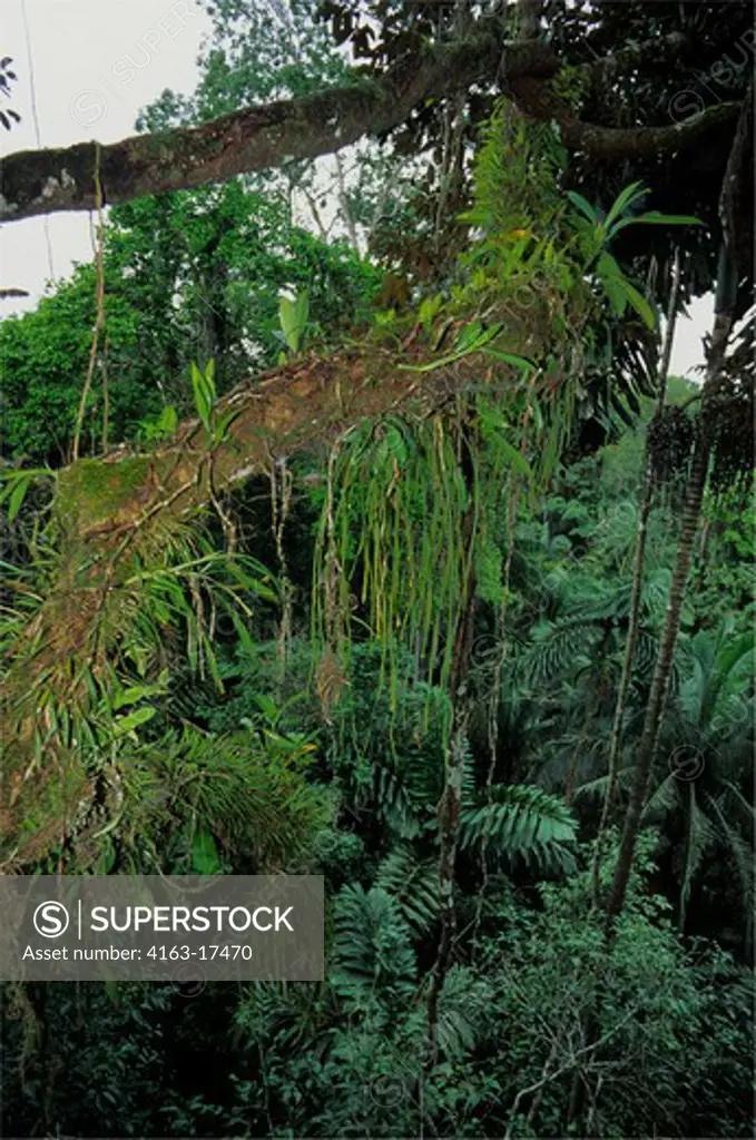 ECUADOR, AMAZON BASIN, NEAR COCA, RAIN FOREST, UPPER CANOPY, EPIPHYTES