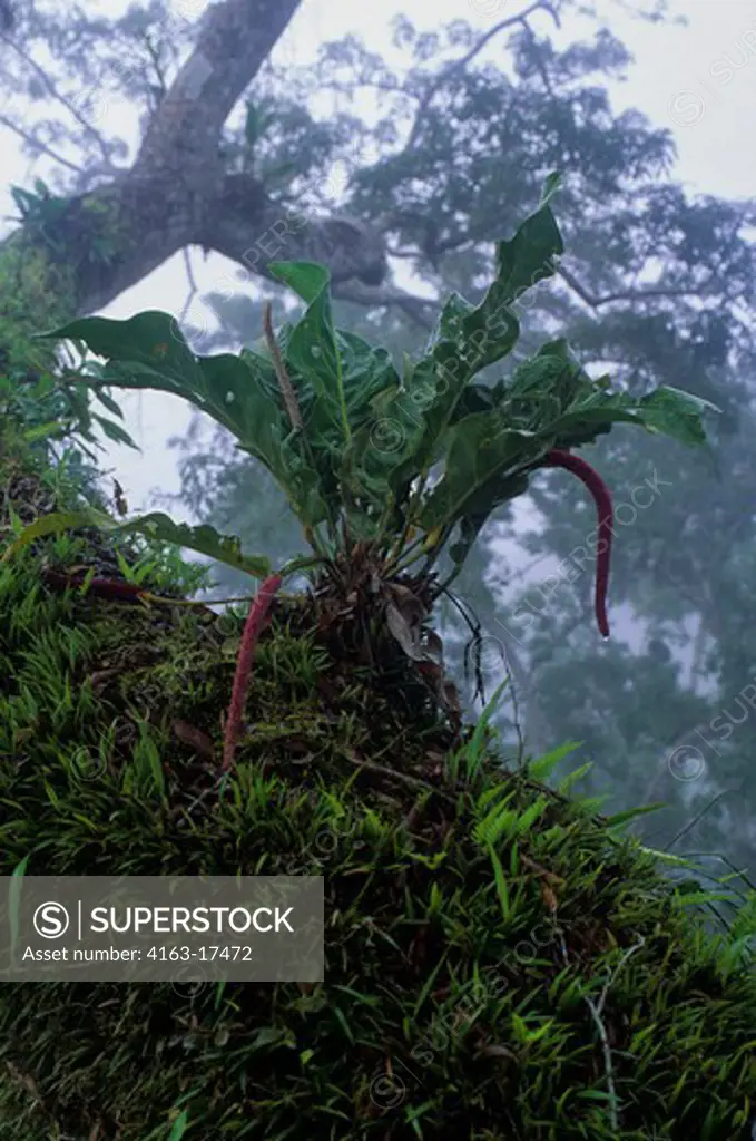 ECUADOR, AMAZON BASIN, NEAR COCA, RAIN FOREST, UPPER CANOPY, MIST RISING AFTER RAIN, EPIPHYTES