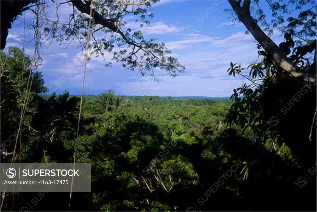 ECUADOR, AMAZON BASIN, NEAR COCA, RAIN FOREST, VIEW OVER UPPER CANOPY