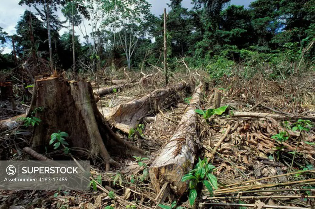 ECUADOR, AMAZON BASIN, NEAR COCA, RAIN FOREST,INDILLANA RIVER, CLEARCUT FOR FARMING